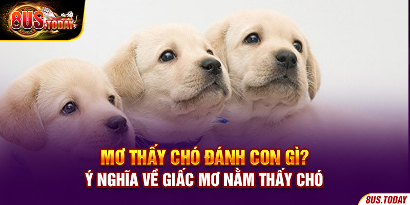 Mơ thấy cho đánh con gì? Ý nghĩa về giấc mơ nằm thấy chó