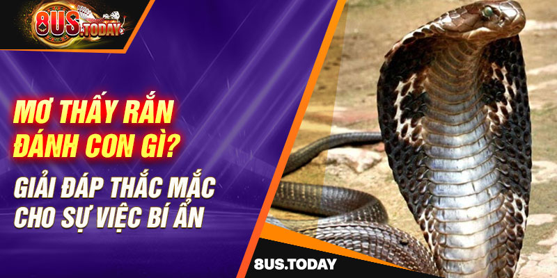 Mơ Thấy Rắn Đánh Con Gì? Giải Đáp Thắc Mắc Cho Sự Việc Bí Ẩn