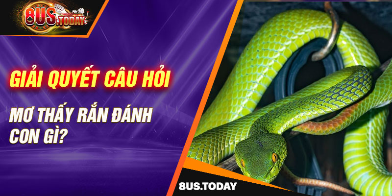 Giải quyết câu hỏi mơ thấy rắn đánh con gì?